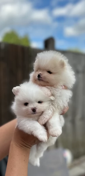 cuccioli di razza pura Pomerania regalo | Foto 3