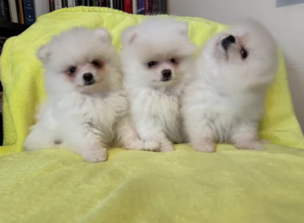 cuccioli di razza pura Pomerania regalo | Foto 3