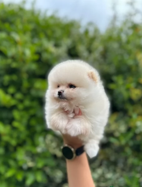 cuccioli di razza pura Pomerania | Foto 2