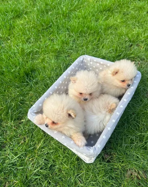 Disponibili cuccioli di  toy Pomerania | Foto 0
