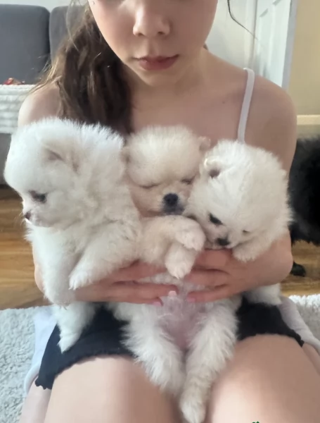 Disponibili cuccioli di  toy Pomerania