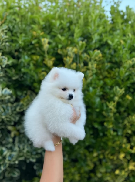 Disponibili cuccioli di  toy Pomerania