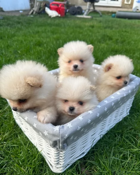 Disponibili cuccioli di  toy Pomerania | Foto 1