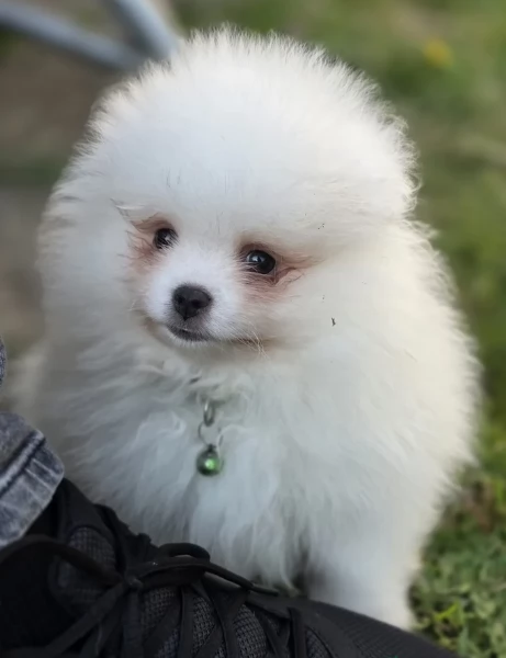 Disponibili cuccioli di  toy Pomerania | Foto 1