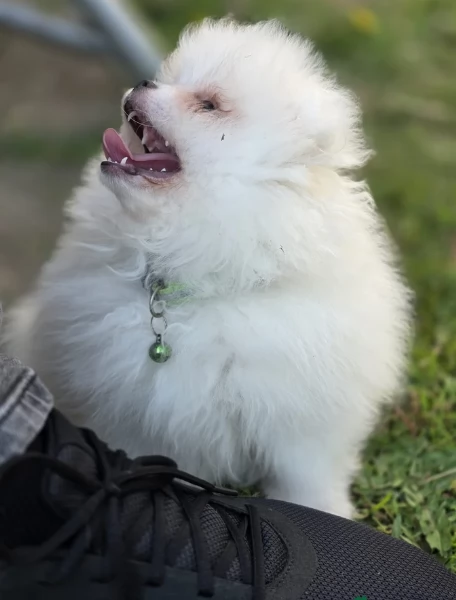 Disponibili cuccioli di  toy Pomerania | Foto 0