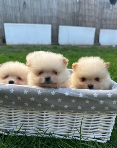Disponibili cuccioli di toy Pomerania