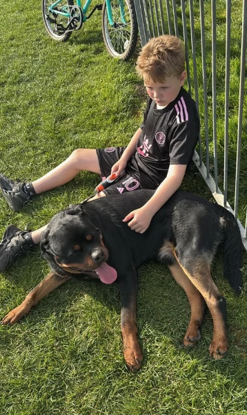  REGALO ROTTWEILER | Foto 1