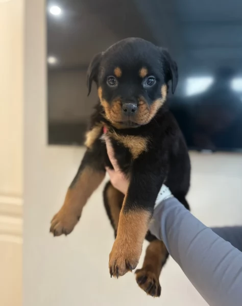  REGALO ROTTWEILER | Foto 1