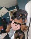  REGALO ROTTWEILER | Foto 1