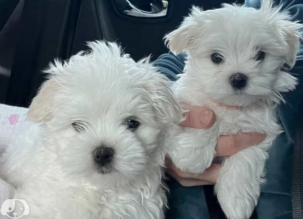 Maltese toy per ladozione | Foto 1