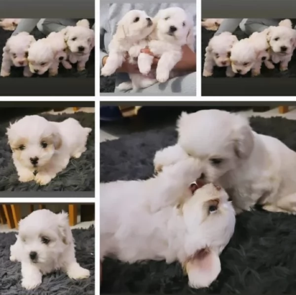 Maltese Toy cuccioli maschio e femmina