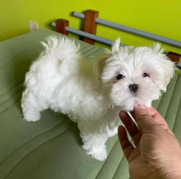 Maltese Toy cuccioli maschio e femmina