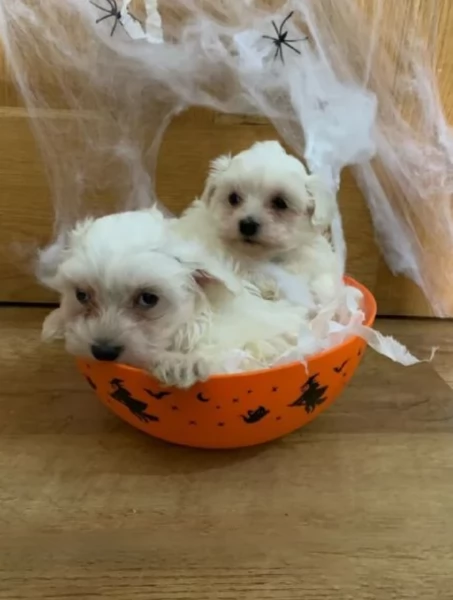 Maltese Toy cuccioli maschio e femmina | Foto 2