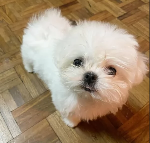 Maltese Toy cuccioli maschio e femmina | Foto 3