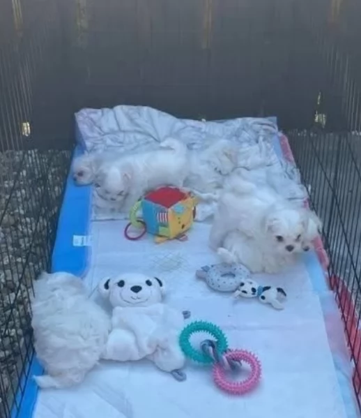 Maltese Toy cuccioli maschio e femmina | Foto 0
