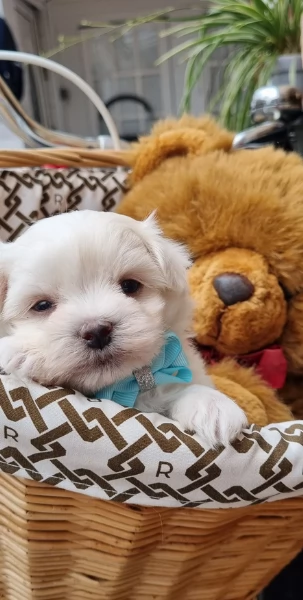 Maltese Toy cuccioli maschio e femmina | Foto 1