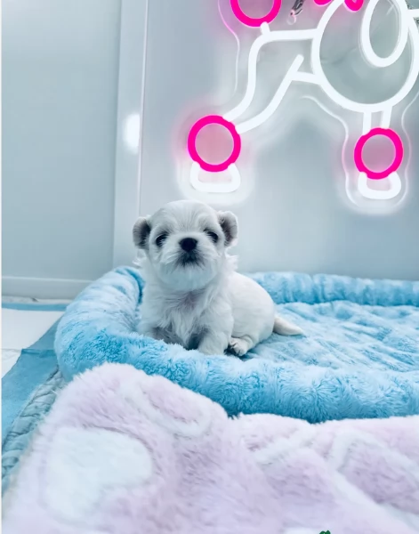 Maltese Toy cuccioli maschio e femmina