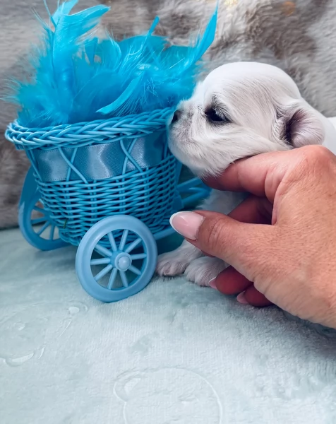 Maltese Toy cuccioli maschio e femmina | Foto 2