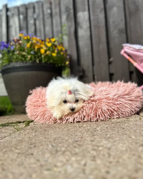 Maltese Toy cuccioli maschio e femmina | Foto 6
