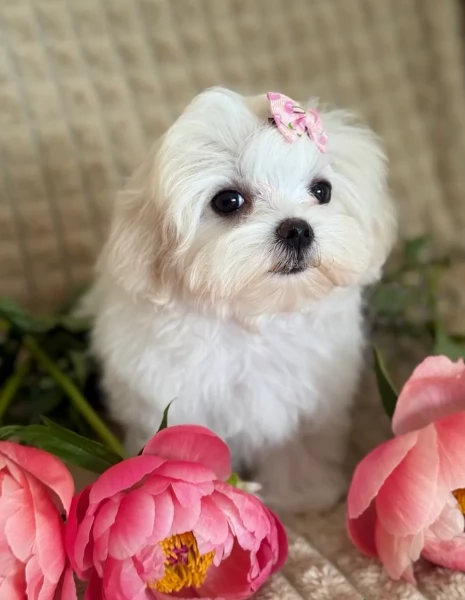 Maltese Toy cuccioli maschio e femmina | Foto 3