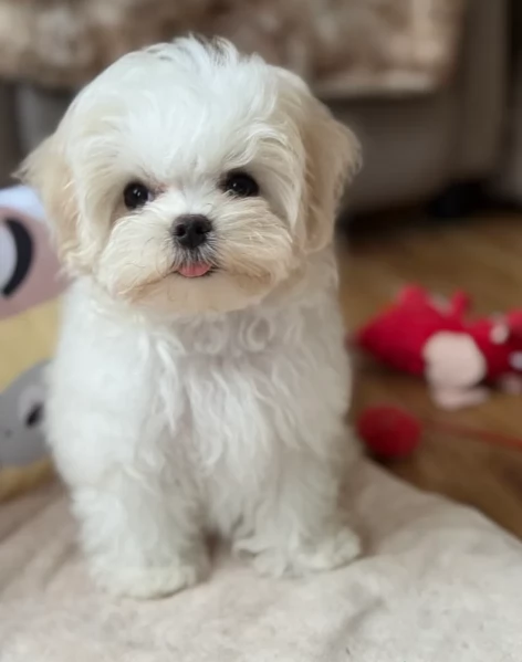 Maltese Toy cuccioli maschio e femmina | Foto 2