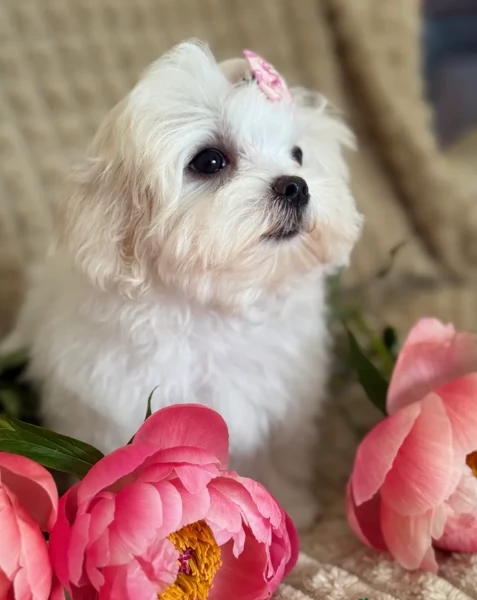 Maltese Toy cuccioli maschio e femmina | Foto 1