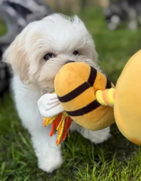 Maltese Toy cuccioli maschio e femmina | Foto 0