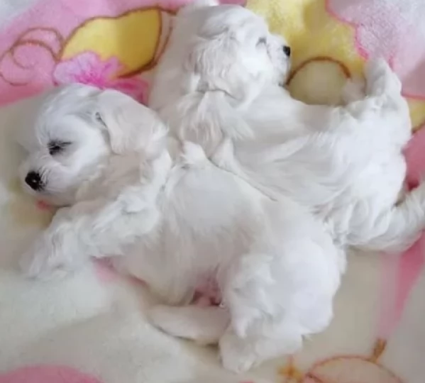 Maltese Toy cuccioli maschio e femmina | Foto 4