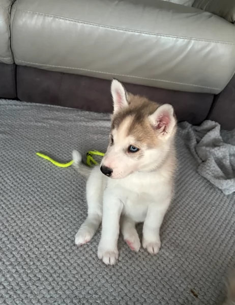 cucciolo di husky per adozione | Foto 2