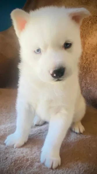 cucciolo di husky per adozione | Foto 0