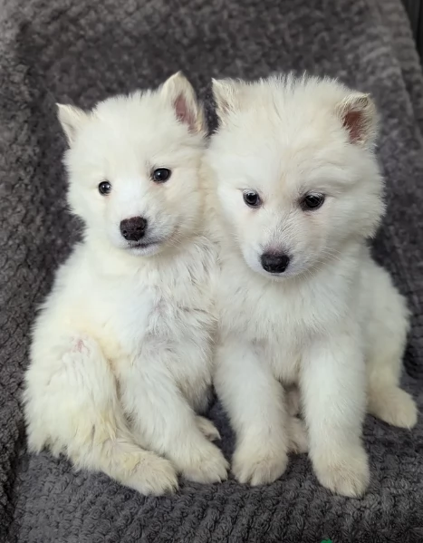 cucciolo di husky per adozione