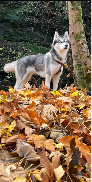 cucciolo di husky per adozione | Foto 2