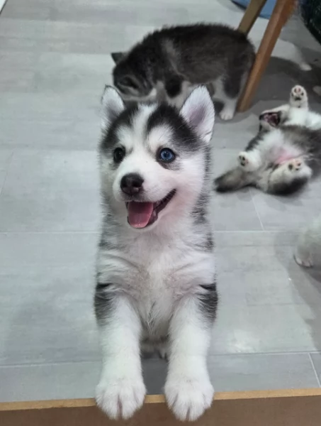 cucciolo di husky per adozione | Foto 6
