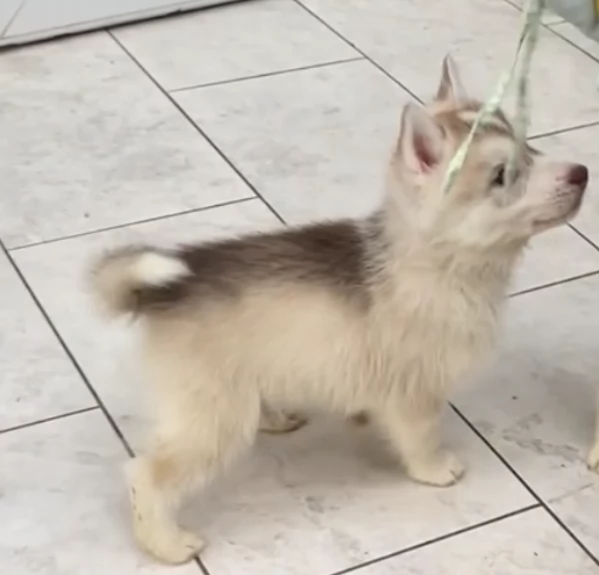 cucciolo di husky per adozione | Foto 4