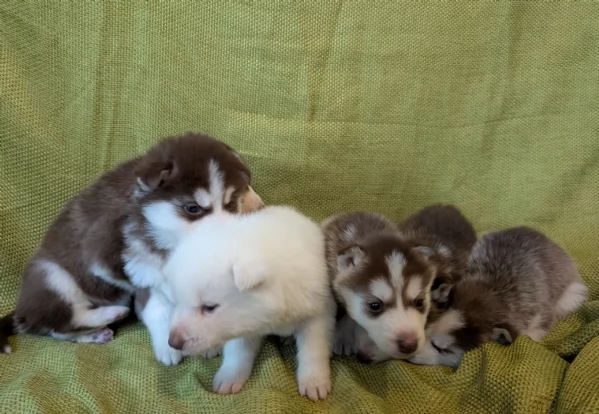 cucciolo di husky per adozione