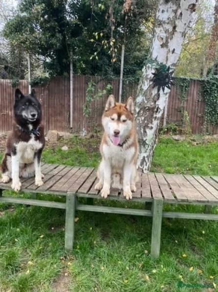 cucciolo di husky per adozione