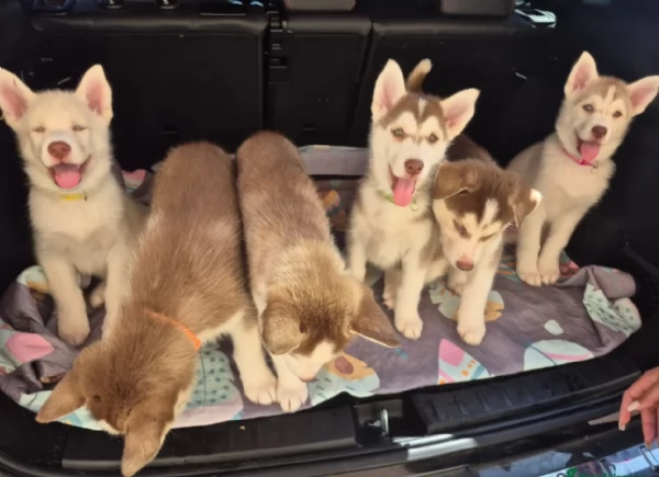 cucciolo di husky per adozione | Foto 1