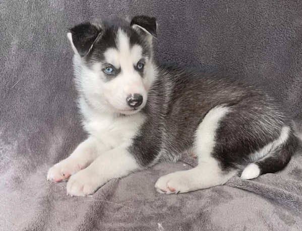 cucciolo di husky per adozione | Foto 0