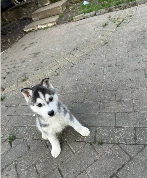 cucciolo di husky per adozione | Foto 3