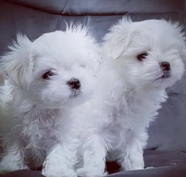 piccolissima cuccioli di maltes bellissimi per l'adozione. | Foto 2