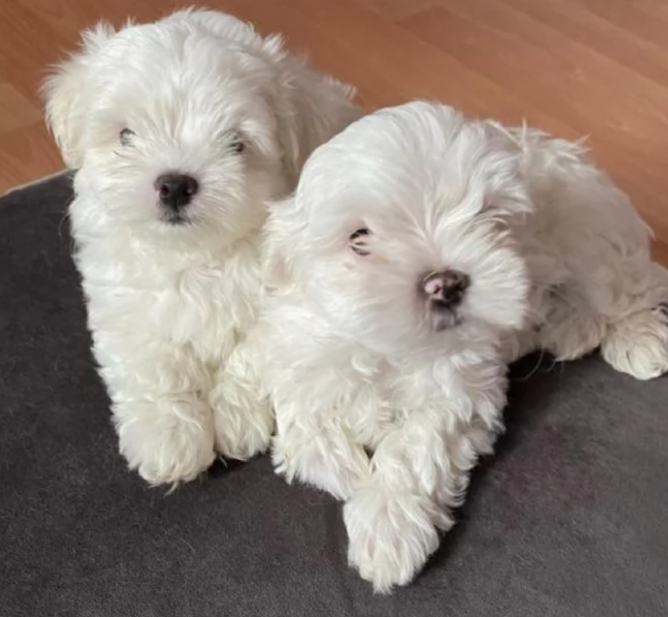 piccolissima cuccioli di maltes bellissimi per l'adozione. | Foto 1