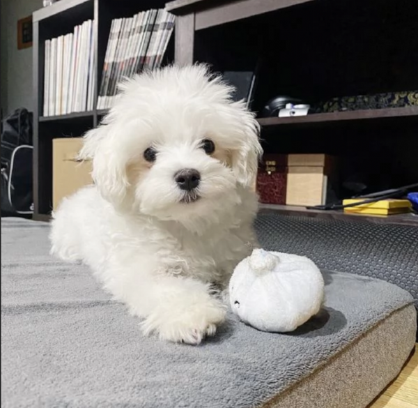 piccolissima cuccioli di maltes bellissimi per l'adozione. | Foto 0