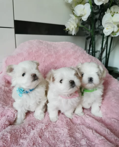 piccolissima cuccioli di maltes bellissimi per l'adozione. | Foto 5