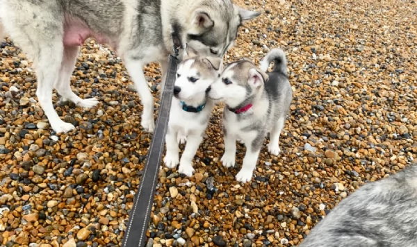  cuccioli di siberian husky per l'adozione | Foto 1