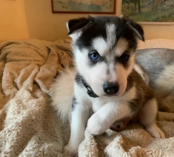  cuccioli di siberian husky per l'adozione | Foto 0