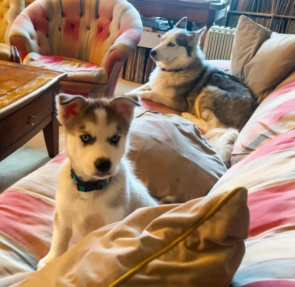  cuccioli di siberian husky per l'adozione | Foto 1