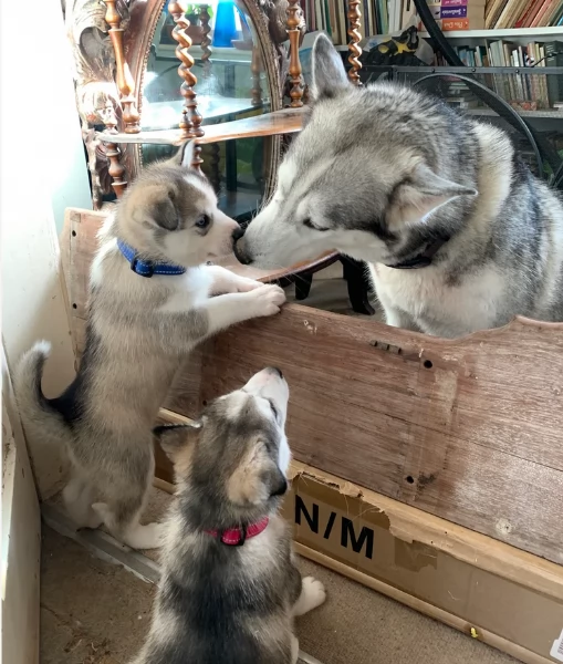  cuccioli di siberian husky per l'adozione | Foto 3