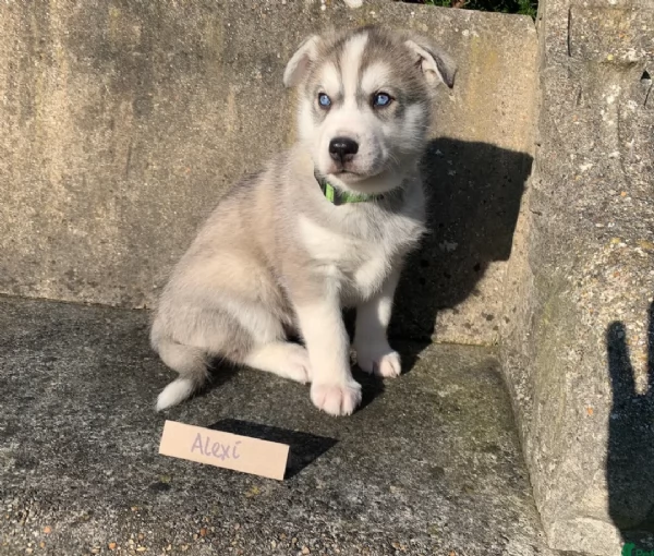  cuccioli di siberian husky per l'adozione | Foto 2