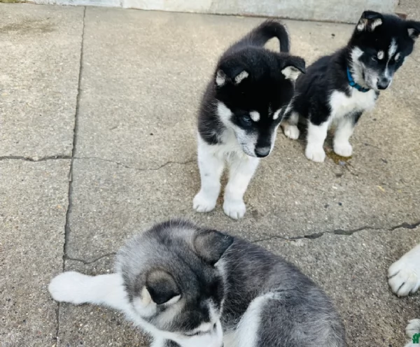  cuccioli di siberian husky per l'adozione