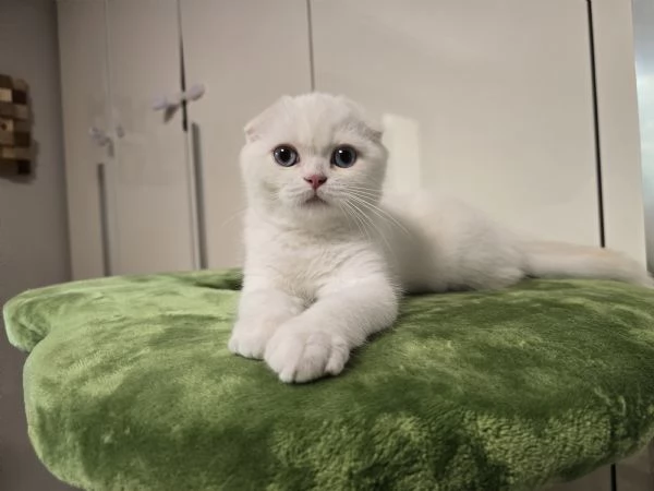 Cucciolo Scottish Fold 